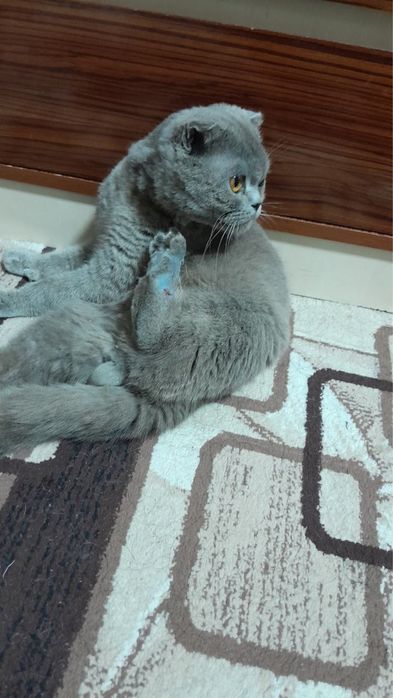 Отдам даром британскую кошку