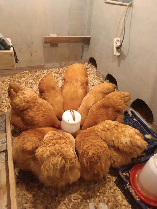 ИЯ палевый орпингтон