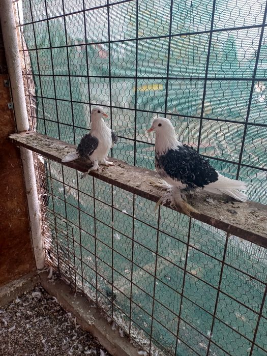 Porumbei creti capaciti