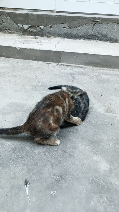Котенок отдадим в добрым рукам