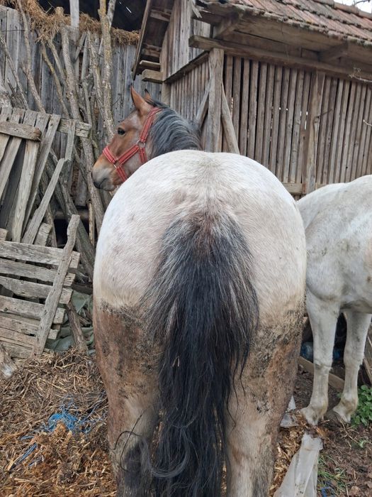 Vand cal tanar si sanatos