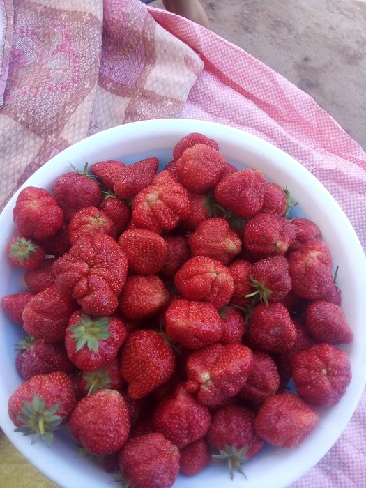 Qulupnay    kòcat   bor    surxondaryo     sariosiyo