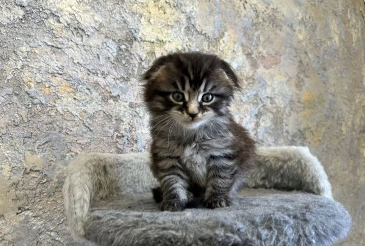 Скоттиш фолд вислоухий