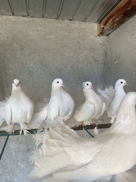 Porumbei voltați albi