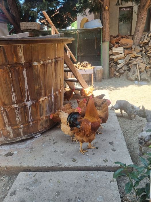 Vand gaini de rasa plaimut si hampshire