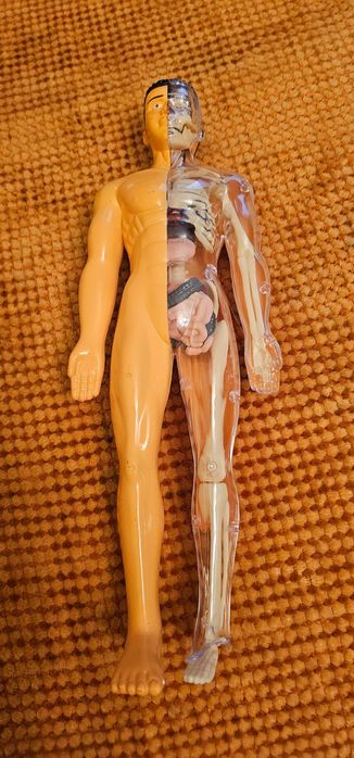 Schelet anatomie - Corpul Uman anatomic și organe transparent