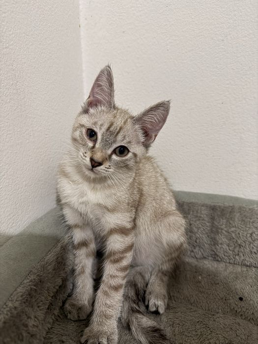 Котята бесплатно