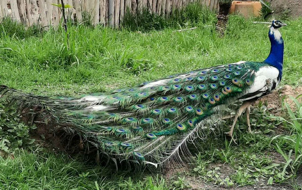 Tovus/pavlin sotiladi