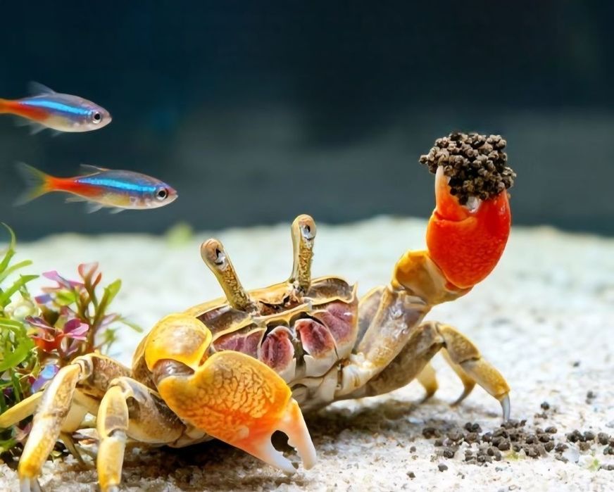 Карликовый пресноводный краб