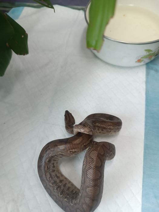 Продам Колумбийского удава