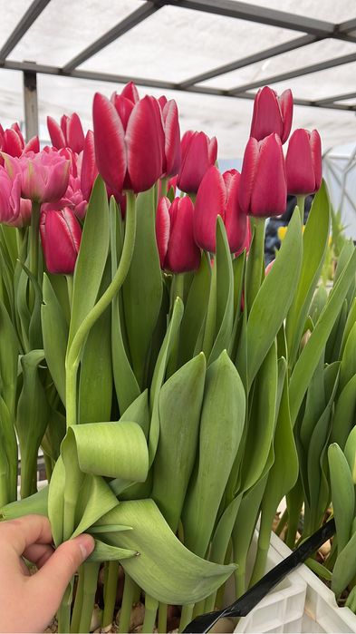 Тюльпаны оптом и в розницу