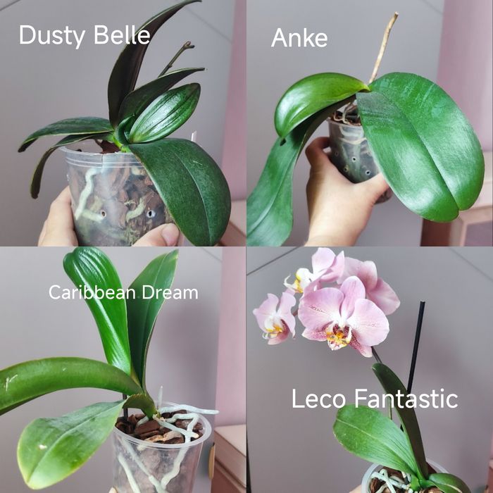 Орхидея phal. Leco Fantastic, Caribbean Dream, Anke