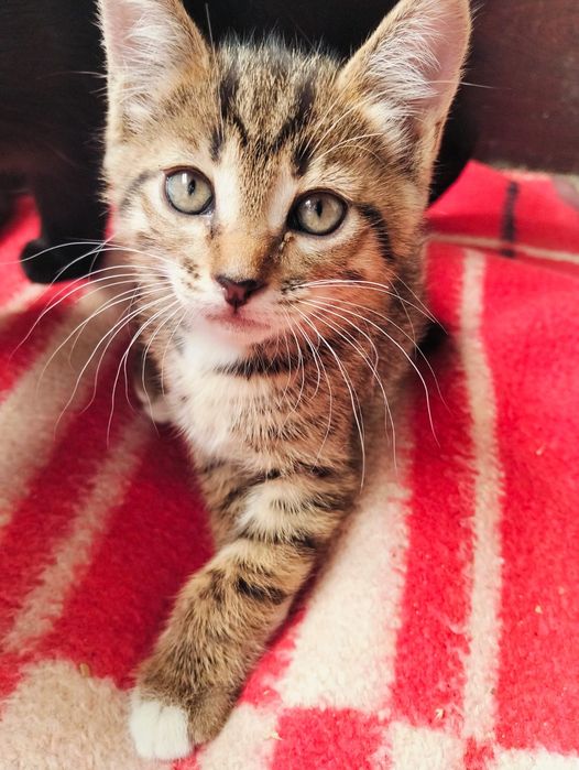 Котенок мальчик в хорошие руки