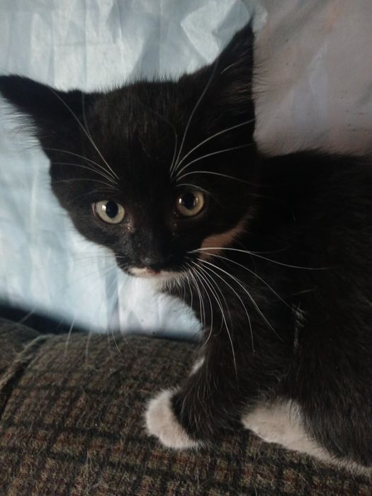 Котята мальчики 2 мес