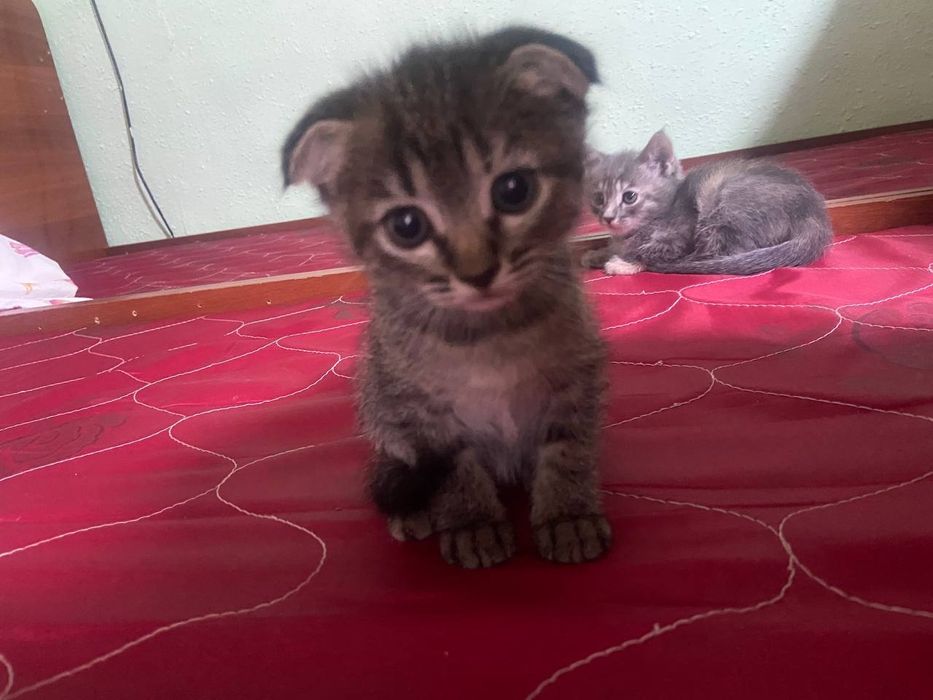 Продам котят пародасня папа бенгал мама скочфоол