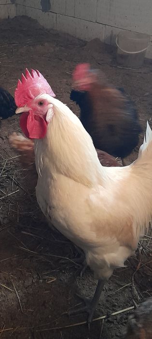 Vand cocosi La bresse