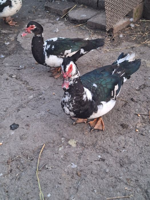 Vând cocoși și rățoi