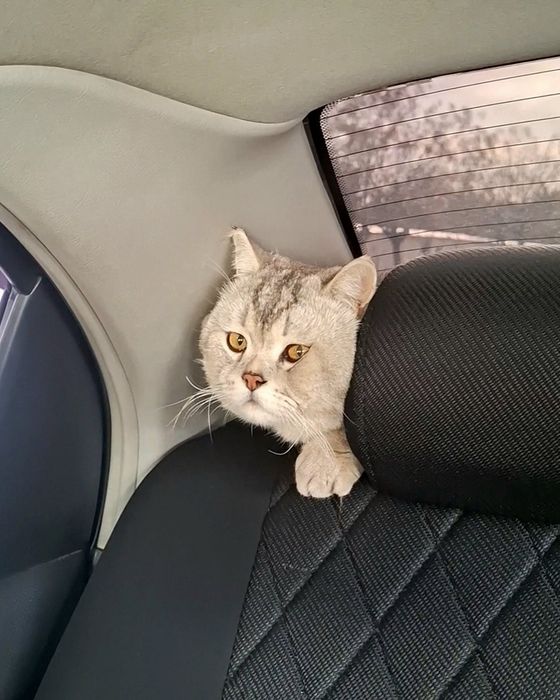 Продам срочно британский шиншилла серебристый страйт чистокровный маль