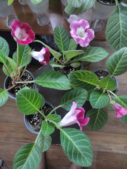 Продам глоксинии