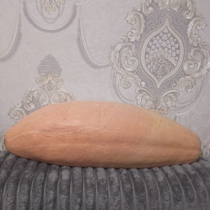 Тыква разных сортов. 500т кг