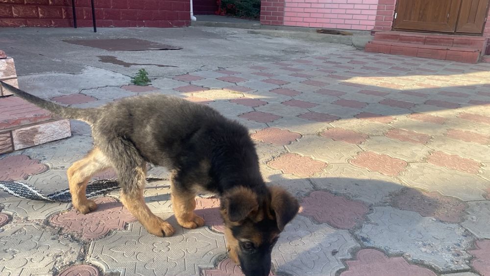 Продам щенка овчарки
