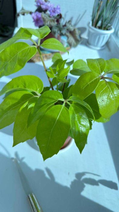 Шеффлера Неоновый цвет