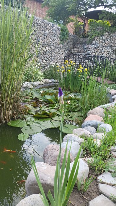 Ирис болотный желтый