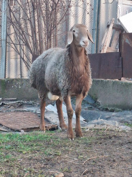 Арашан токты кошкар