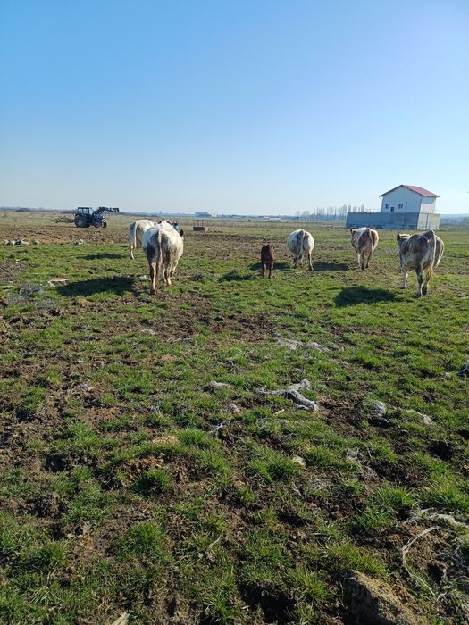 Vaci metis belgian gestante