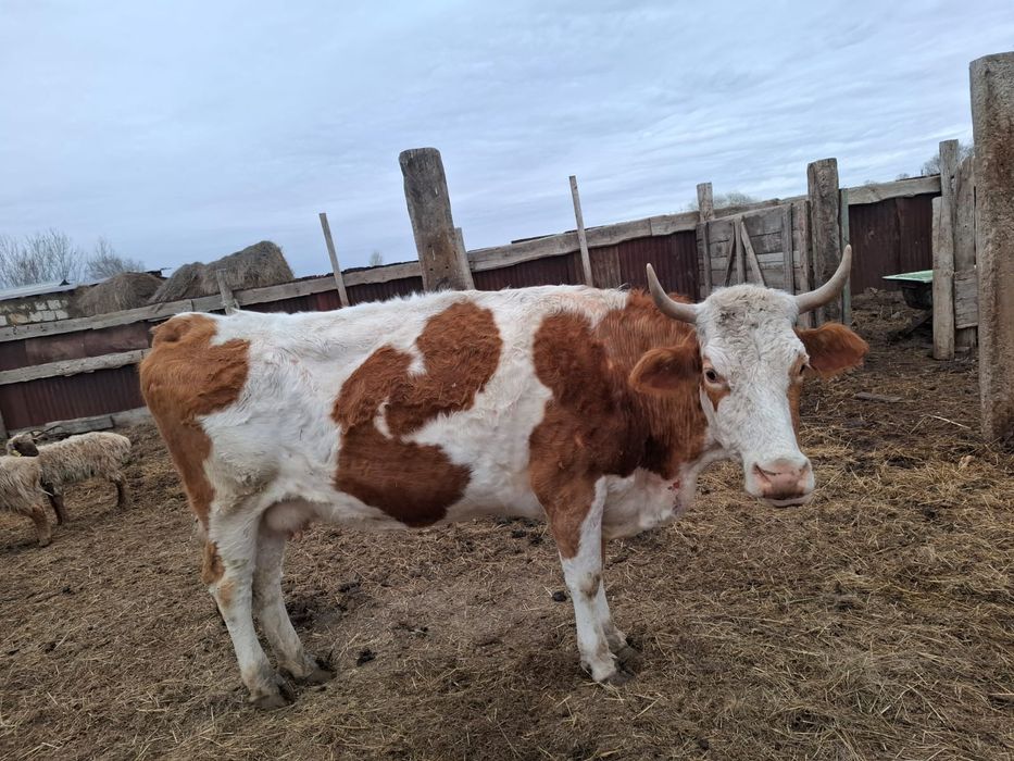 Сиыр таза симентал