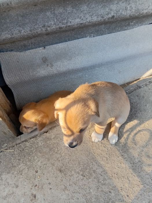 Dau căței spre adopție
