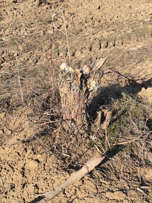 Дрова, деревья яблони