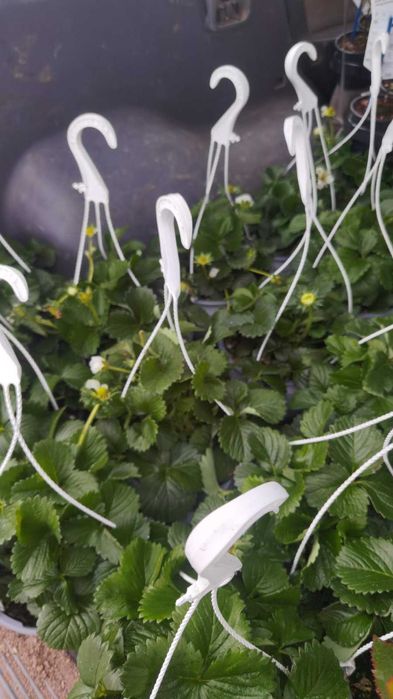 Ягода каскадна и целогодишна Растения засадени във висящи саксийки