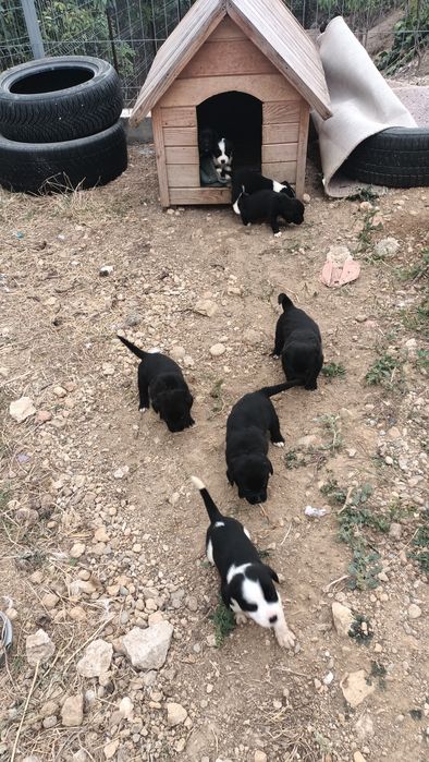 Donez cățeluși au 4 săptămâni ,se doneaza și mama lor