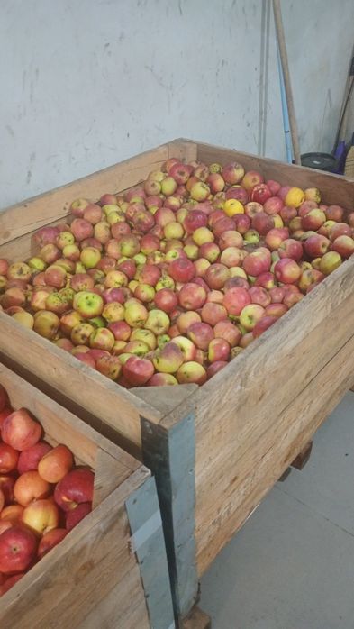 Mere de vânzare Cajvana