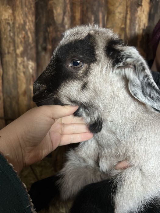 Козлики и козочки