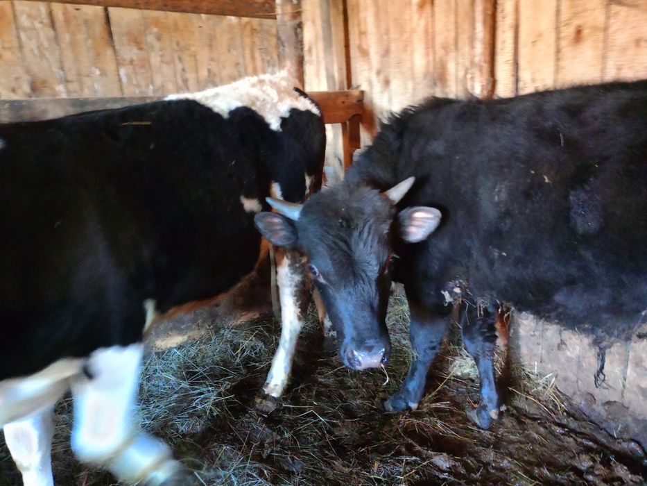 Продам двух быков с откорма.