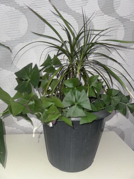 Драцена и оксалис(бабочки)