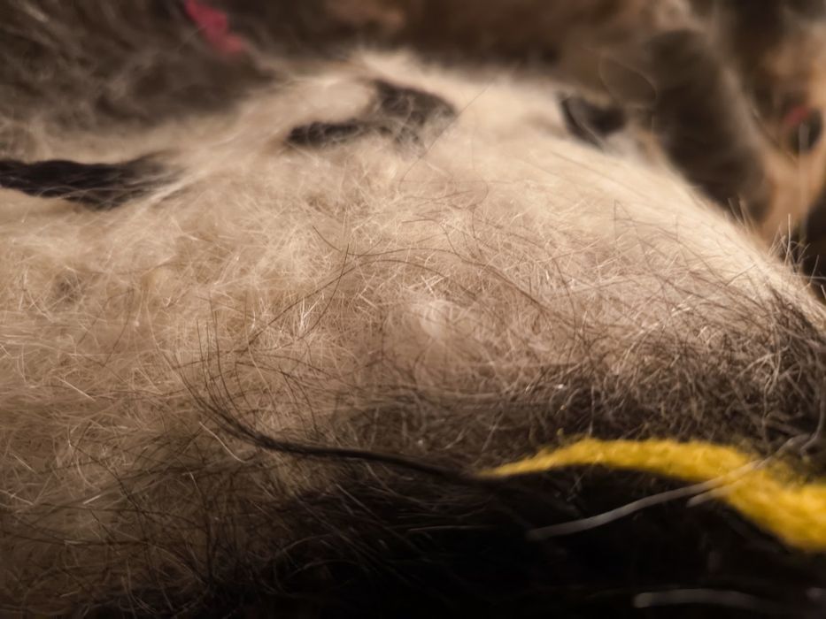 Родопско одеяло - Козяк