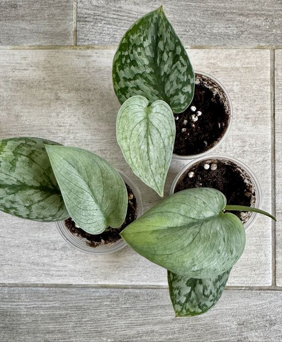 Сциндапсус Сильвер Клауд! Эпипремнум ! Комнатные цветы!