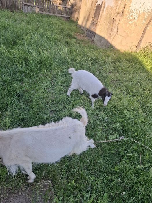 Capra cu ieduta  .la prima fatare