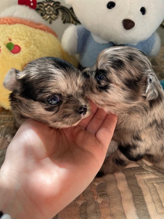 Чихуахуа девочка и мальчик