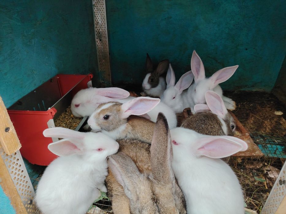 Hycole tineret disponibili!