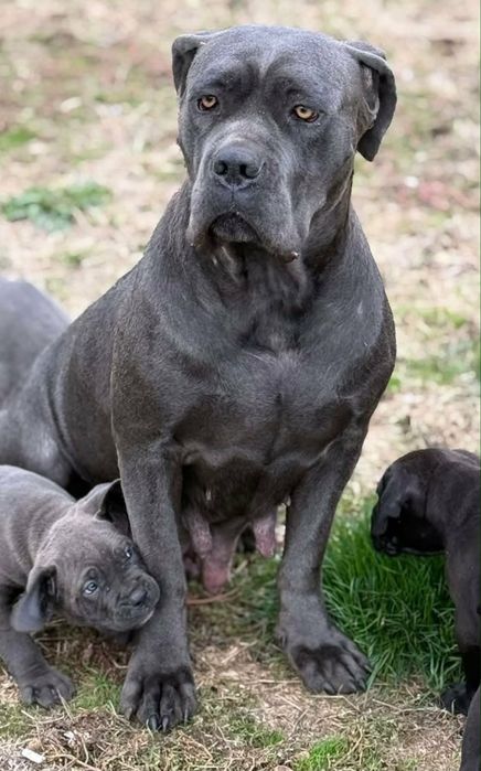 Cane Corso pedigree