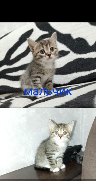 Отдам котят в добрые руки.