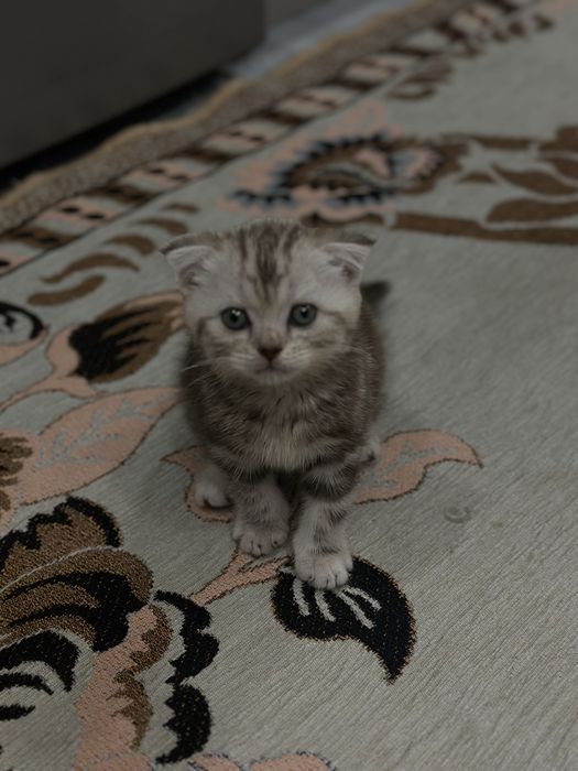 Вислоухие котёнок