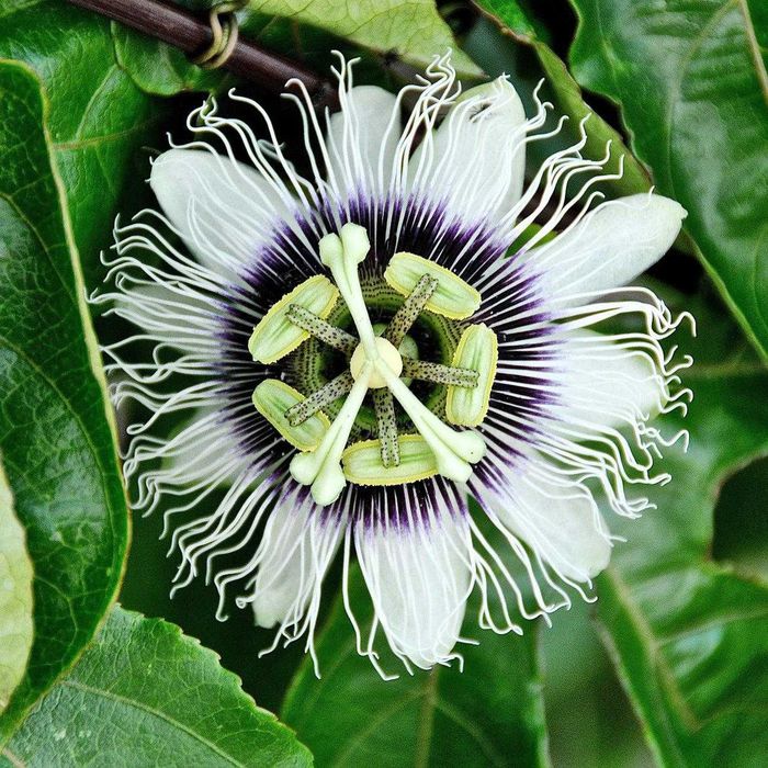 Пасифлора (Маракуя) – Passiflora edulis