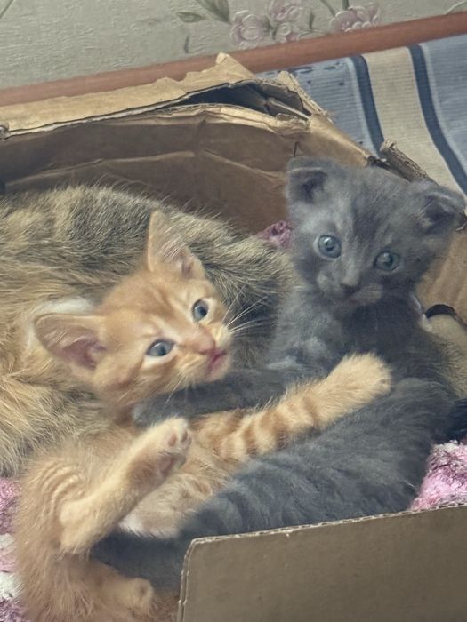 котят в добрые руки