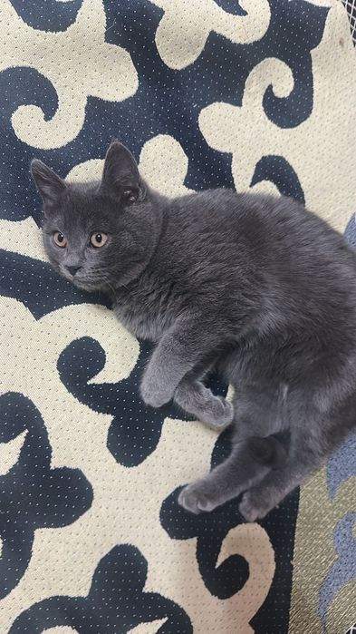 Мальчик 2,5 месяцев