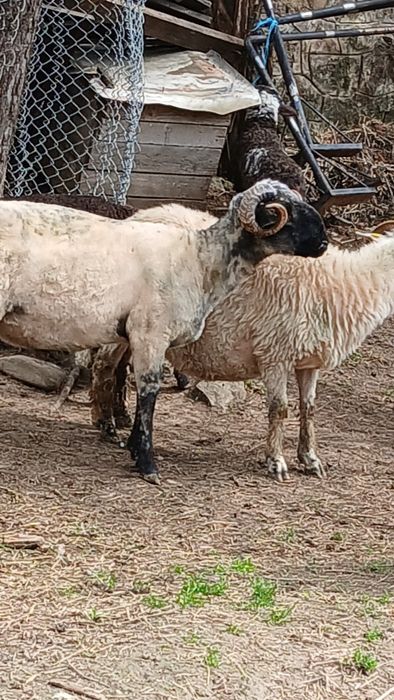 De vânzare berbec țurcan